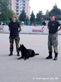 Psovodi predviedli ukku kynolgie na zkladnej kole vo Zvolene