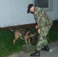 Spoločný výcvik psovodov a služobných policajných psov